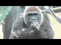 gorilla momotaro is worried about her beloved wife and scolds gentaro who taps her.【kyotocityzoo】