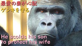 Gorilla Momotaro is worried about her beloved wife and scolds Gentaro who taps her.【kyotocityzoo】