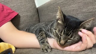 ギターのように眠るウチのニャンコ（my cat like a guitar）