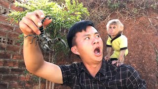 Monkey Bon and Dad were startled when they unexpectedly dug into a scorpion nest