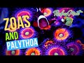 Zoanthid and Palythoa Care!