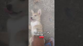 इतना प्यारा डॉगी ❤️❤️🥰🥰 #shorts #viral #trending #dog #animals #pets #doglover #puppies #puppy video