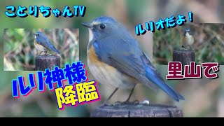 里山でルリビタキ♂と再会＆初トラツグミ【ことりちゃんTV野鳥たちの物語】