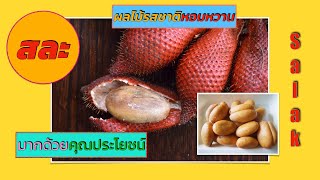 สละ (Salak) ผลไม้รสชาติหอมหวาน+++ มากด้วยคุณประโยชน์