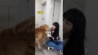 Yuanbao: Help! A man bites a dog #GoldenRetriever #CutePets #Drama #shorts