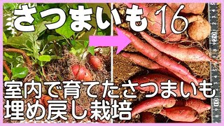 さつまいも埋め戻し栽培♥【Sweet potatoes grown indoors.】♣さつまいも日記16 成長記録2022 第４話 ♣芋づるの再生栽培♣さつまいもお芋付き苗♣【自給自足】【食料備蓄】