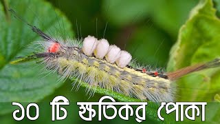 10 harmful insects for plant || গাছের জন্য ১০ টি মারাত্মক ক্ষতিকর পোকা