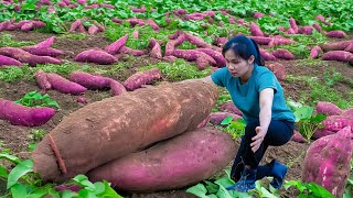 Harvesting a lot of Purple Sweet Potatoes \u0026 Sell Them Very Well at the Market | Thanh Farm