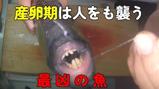 最大最凶の魚を捌いてみた！【与論 打ち込み】