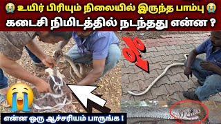 😭மரணத்தை எட்டிய பாம்புக்கு உயிர் கொடுத்த தருணம் | மனதை பதற வைத்த நிகழ்வு | நடந்தது என்ன? 😱Snake_Saga