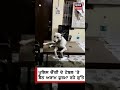 police ਚੌਂਕੀ ਦੇ ਟੇਬਲ ਤੇ ਬੈਠ ਅਰਾਮ ਫੁਰਮਾ ਰਹੇ ਕੁੱਤੇ shorts news18 punjab