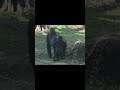 funny gorilla mom u0026 son gorillatag shorts tayari jabali 金剛猩猩 ゴリラ