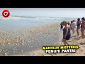 Jutaan Makhluk Misterius Tiba2 Penuhi Pantai Bikin Heboh Pengunjung, Makhluk Apa Ini?