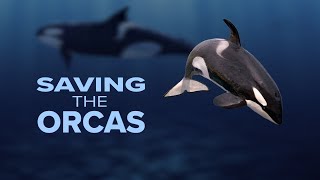 SAVING THE ORCAS: What can be done to restore Chinook salmon habitat?