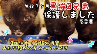 【保護猫 子猫】生後1ヶ月黒猫3兄弟を保護しました☆我が家に来てから5日目☆ 3匹仲良くご飯の時間☆素敵な里親さんが見つかるまでしっかりお預かりします。【黒猫 三毛猫】