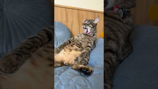 Смешной кот. Приколы #приколыскотами #смешнойкот #котик #cat #прикол #юмор