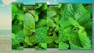 Top Health Benefits of Mint Leaves |పుదీనా వల్ల  గొప్ప ఆరోగ్య ప్రయోజనాలు| Health Tips In Telugu