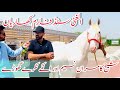 Very Beautiful Stud Farm in Khariaan || Al-Ghani Tent Pegging Club || Sheikh Kamran Naseem