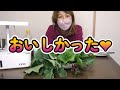 【水耕栽培キットidoo】おしゃれ簡単＆大量収穫！食糧危機対に小松菜＆レタス＆ベビーリーフ｜６人家族の食糧危機対策・エネルギー機器対策