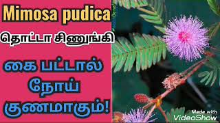 Thotta Sinungi | தொட்டா சிணுங்கி | கை பட்டால் நோய் குணமாகும் !! Tamil mooligai news.