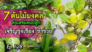 7 ต้นไม้มงคล ส่งเสริมคนปลูกเจริญรุ่งเรือง ร่ำรวย |Aranya Channel