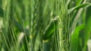 গমের ব্লাস্ট রোগ  Wheat Blast Disease