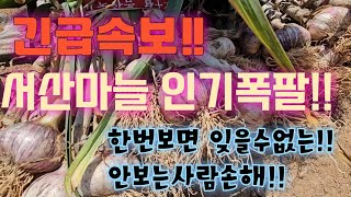 [마늘명가 TV]2024.05.23 마늘명가♡태경팜 !! 주대마늘의 판도를 바꾸다!!주대가 이정도는 되야지~~다마가 이정도는 되야지~~!!#서산마늘 #주대마늘#