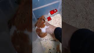 ハムスターのケージ掃除中飼い主の手を土台に脱走?#cute #youtubeshorts #how