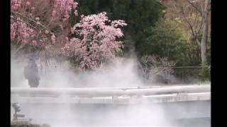 大阪の寺院　勝尾寺桜