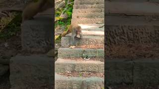 smart monkey #funnymonkey #bandar #monkey #monkeyvideo