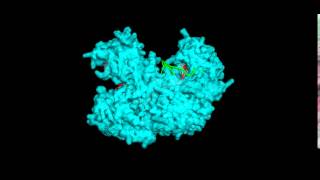 Argonaute protein with target and guide RNA bound