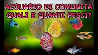 Acquario di Comunità: quali pesci possono convivere? quanti ne posso inserire?