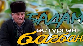 Баткендин жери бадам өстүрүүгө ыңгайлуу