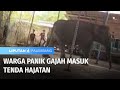 Seekor Gajah Berkeliaran, Masuk ke Dalam Tenda Hajatan | Liputan 6 Palembang