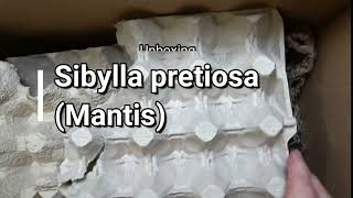 Unboxing a mantis: Sybilla pretiosa (Cryptic Mantis, Southern Africa)