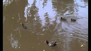 Two adult common moorhens and young