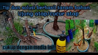 cara mudah tanam dongkelan ujung atap Baeckea frutescens.memakai media ini di jamin subur