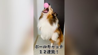 ボールキャッチ　12連発！｜ シェルティ