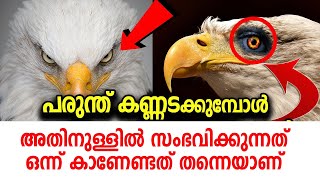 😍 പരുന്ത് കണ്ണടക്കുന്നത് കണ്ടോ | റബ്ബിനെ വിളിച്ച് പോകും | MARHABA MEDIA ISLAMIC SPEECH BIRDS 2022