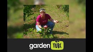 Planting Proteas