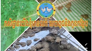 កសិដ្ឋានយើងខ្ញុំមានលក់ មេបាពូជនិងកូនកង្កែប 092425564☎0979612359☎️081787564