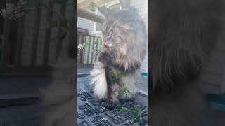 Big Cute Adorable and Polydactyl MaineCoon Cat | Eating Fresh Catnip on the Catio | #shorts