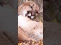 cougar cuddling and self care