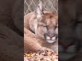 cougar cuddling and self care