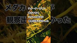 メダカ【メダカウォーターコイン増殖】まだまだ暑すぎて容器の水が温泉状態(^_^;)寒暖差…激しい…明日は雨水が敵だ‼︎  #ベイビーやしのき大冒険 #メダカ #メダカ飼育【2023.09.29】