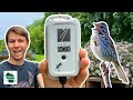 Testing Haikubox: Can This Device Really Identify Your Backyard Birds by Their Songs?