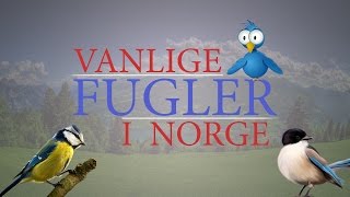 Fugler (birds in Norwegian)