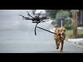 DOGS VS DRONES COMPILATION!