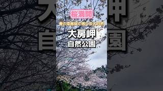 【大房岬自然公園】南房総市富浦町　1棟貸切別荘「HOMIE TERRACE Funakata」から車で約5分　南房総の大自然を体感できる自然公園🌲自然公園#南房総#桜#洞窟#貸別荘#1日1組限定