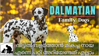 Dalmatian Dog : Dalmatian Kerala : Dalmation Facts Malayalam